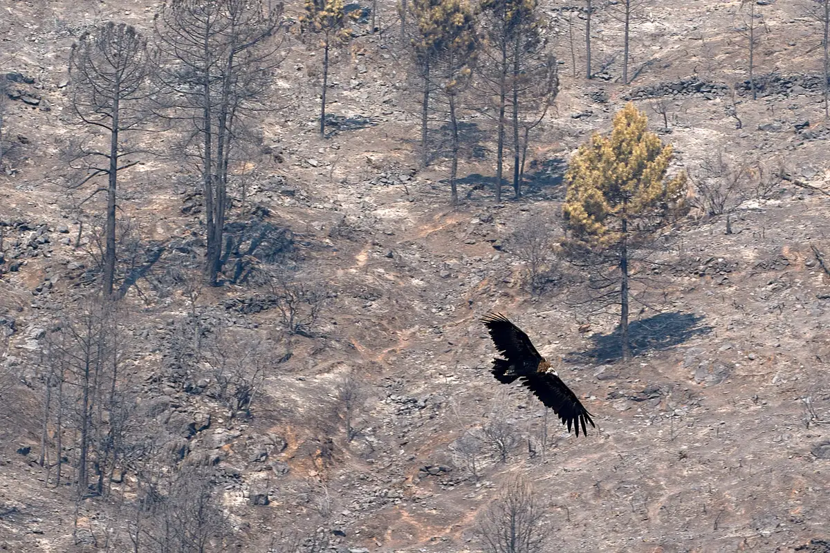 Un verano infernal para los buitres negros de Ávila: el gran incendio de Burgohondo mató a un centenar de polluelos