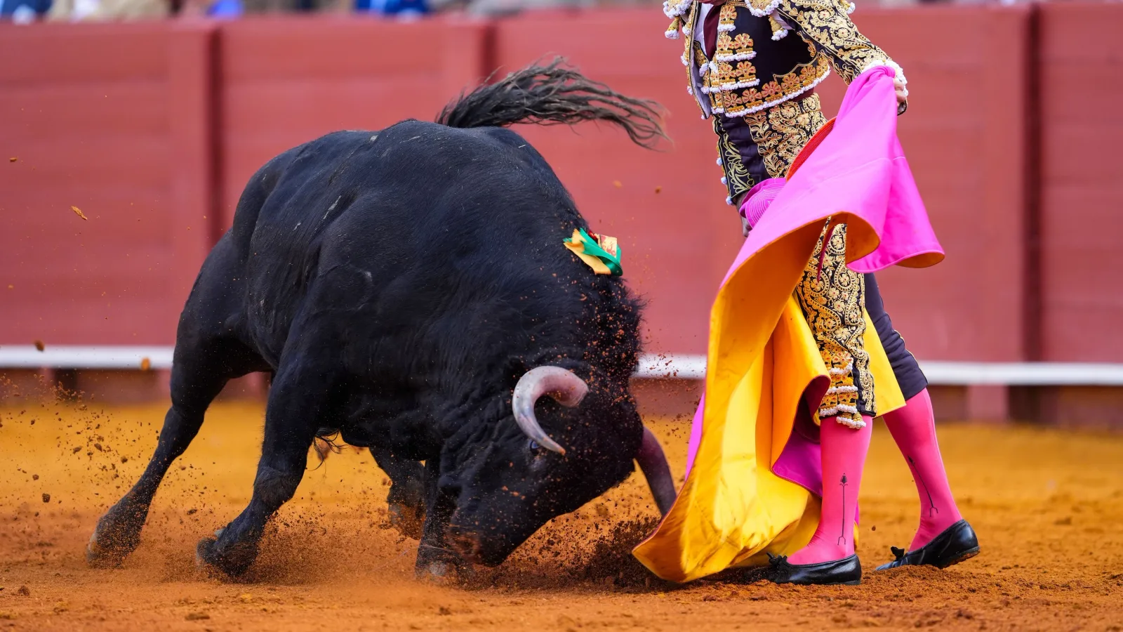 Stierkampf in Spanien: Der Tod als Spektakel