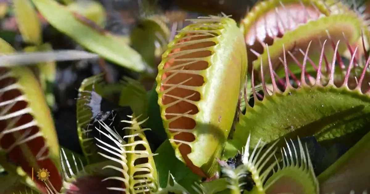 Protecting the Venus fly trap