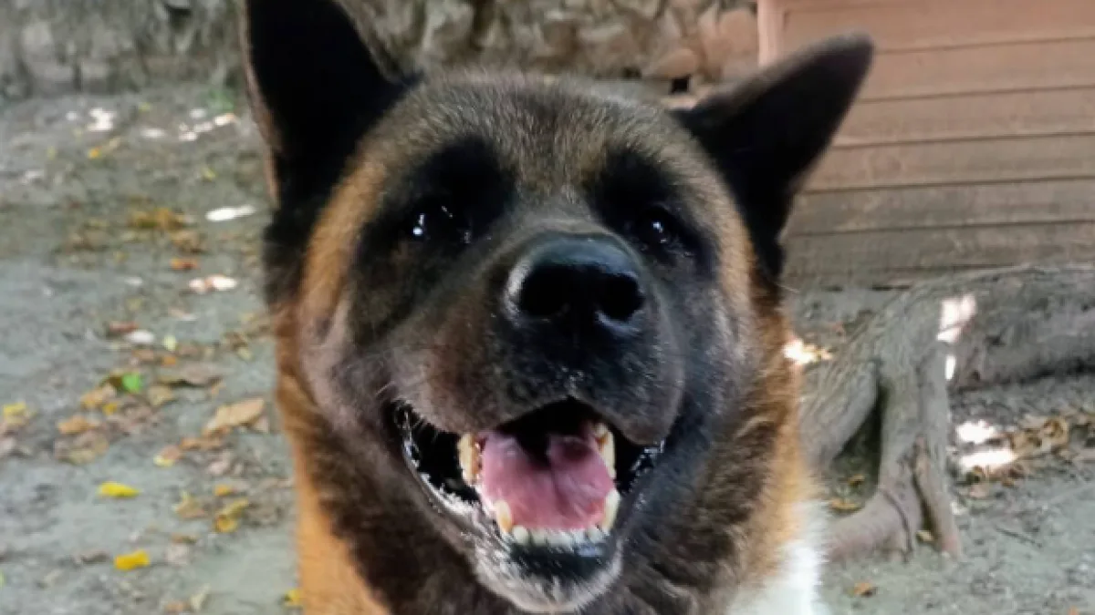 La storia di Linea, la cagnolina che ha vissuto legata a una catena cortissima: salvata, ora cerca casa| La pagina adozioni