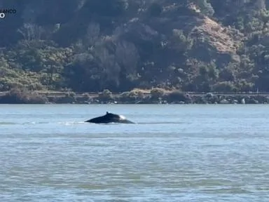 WATCH:  Wayward whale sparks excitement in Northern California