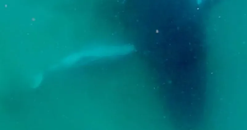 Humpback whale seen grieving dead calf in rare footage