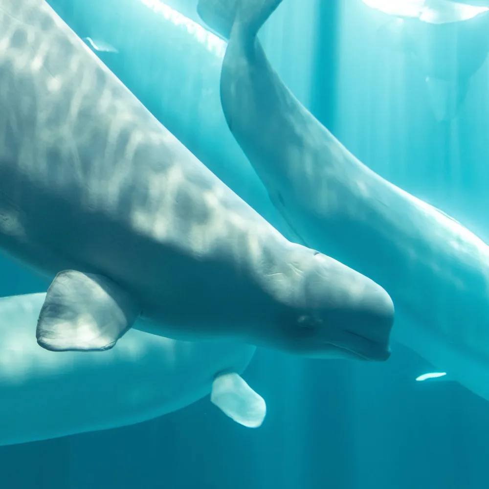 Four Beluga Whales Die Weeks After Major Rescue Mission