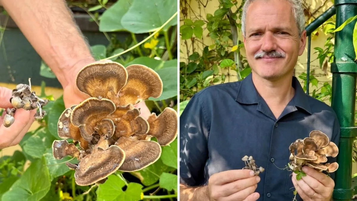 È tempo di funghi, quali sono i più letali? E come evitare di commettere errori pericolosi? I tre consigli di Pietro Bruni
