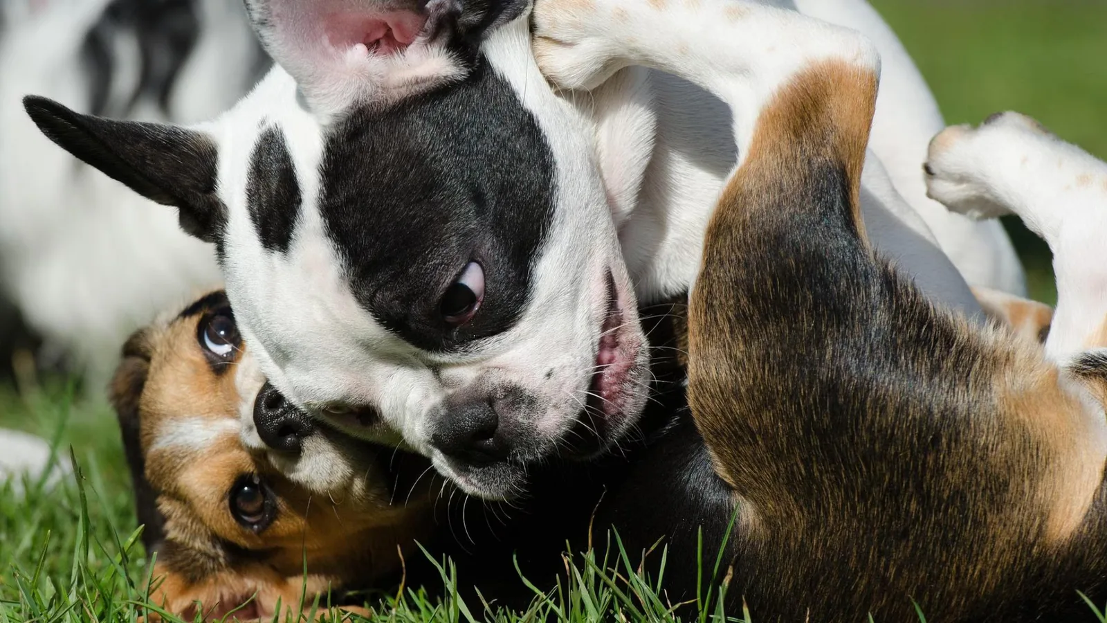 I cani imparano a distinguere le parole come gli umani