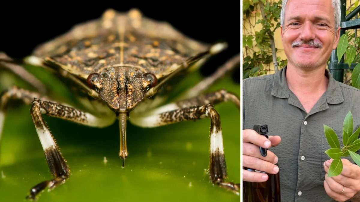 Come tenere le cimici asiatiche fuori di casa in modo naturale (e perché tornano proprio ora): i consigli di Pietro Bruni