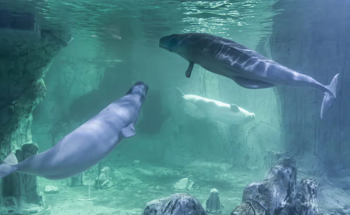 Mueren cinco de los cetáceos trasladados a acuarios desde Canadá, entre ellos una beluga y un delfín en el Oceanogràfic de Valencia