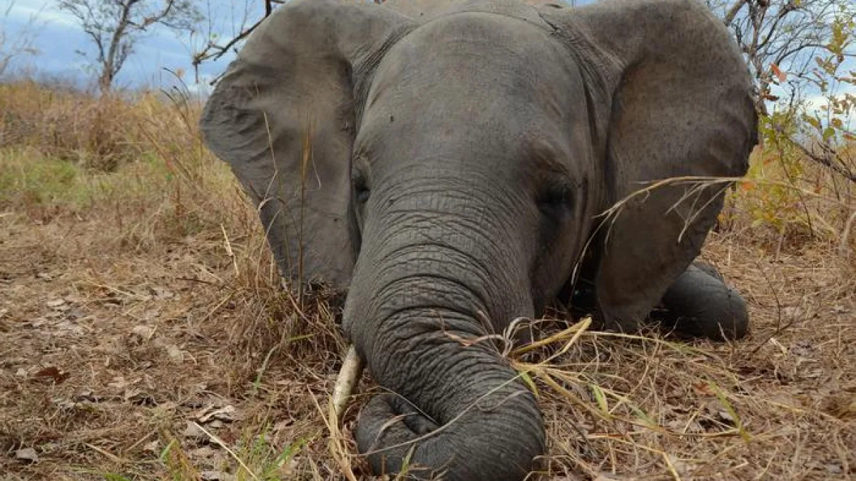 Autorizzata in Botswana l'uccisione di 23 elefanti per la festa dell’indipendenza. «Così si incoraggia il bracconaggio»