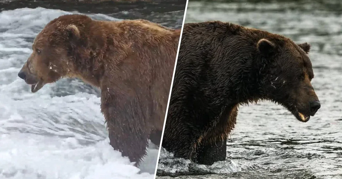 Fat Bear Week is here: Meet Backpack, Bucky and other chunky contenders