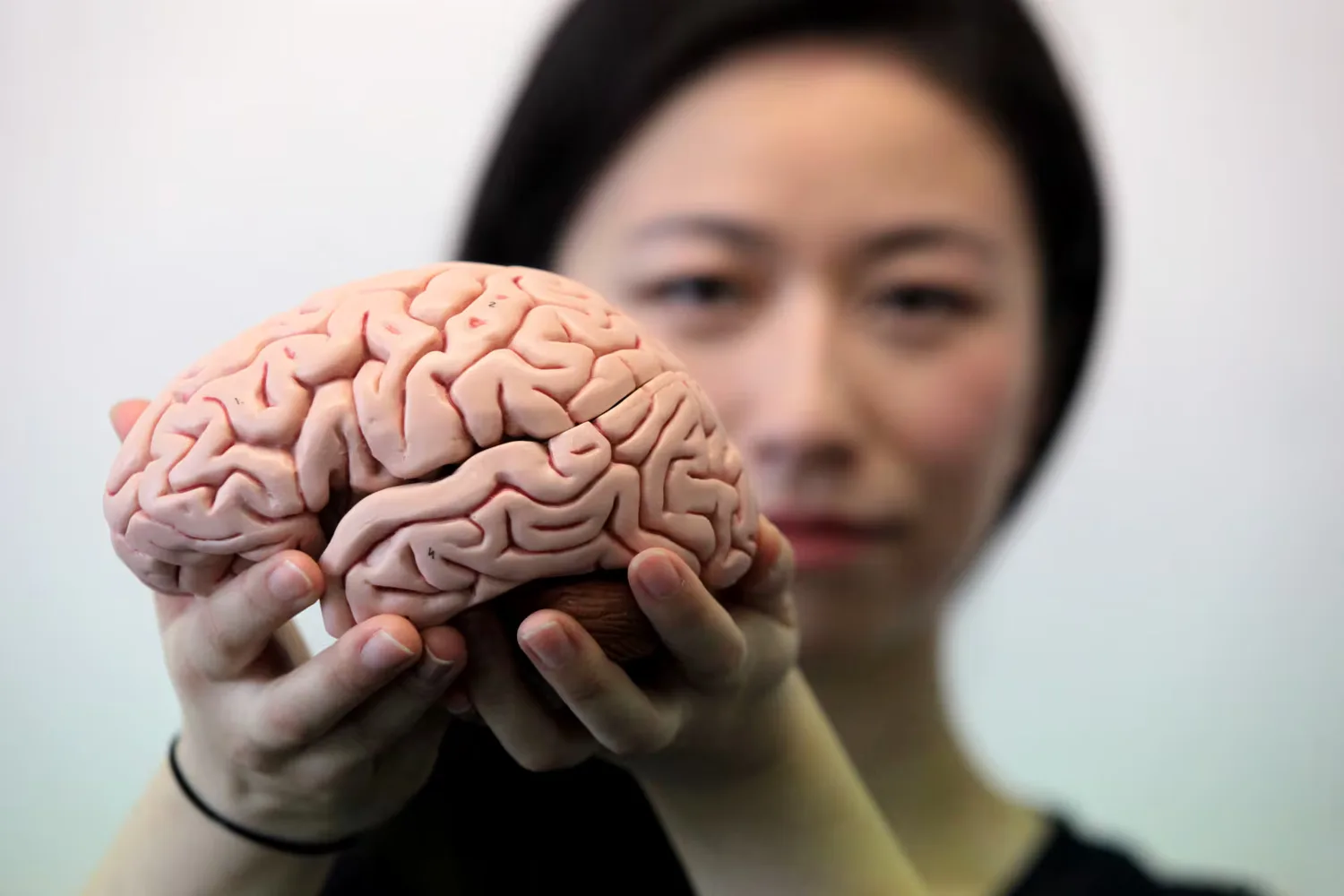 Las edades del cerebro: el atlas más detallado de la corteza prefrontal revela cómo cambia y envejece a lo largo de la vida