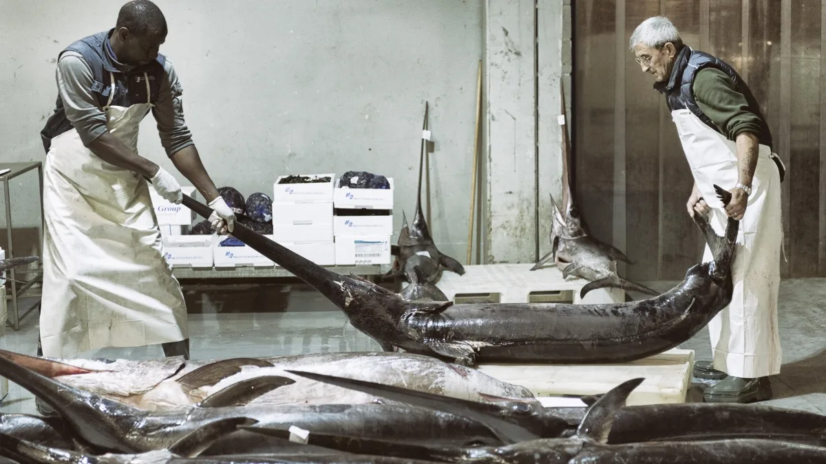 Milano «capitale» del pesce fresco anche senza mare: perché arriva qui da tutta Europa e come funziona la filiera
