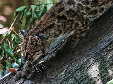 Tiny wild cat newly identified as a species draws curious visitors in Bolivia