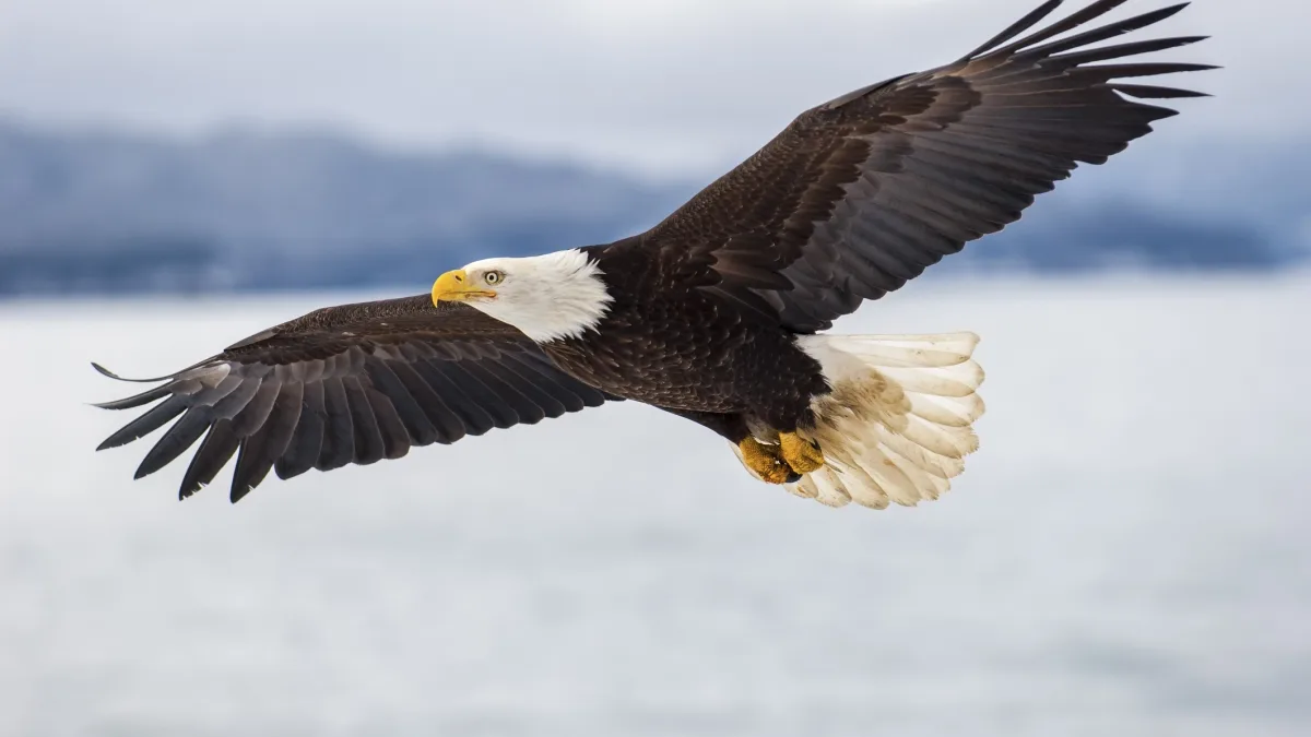 21 Stati americani contro Trump: «Svuota la legge sulla fauna che ha protetto anche l'aquila simbolo degli Usa»