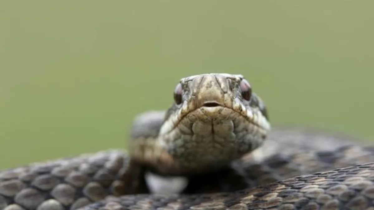 Una vipera si infila nello zaino e lo morde al collo durante un'escursione in montagna: 50enne salvato in ospedale