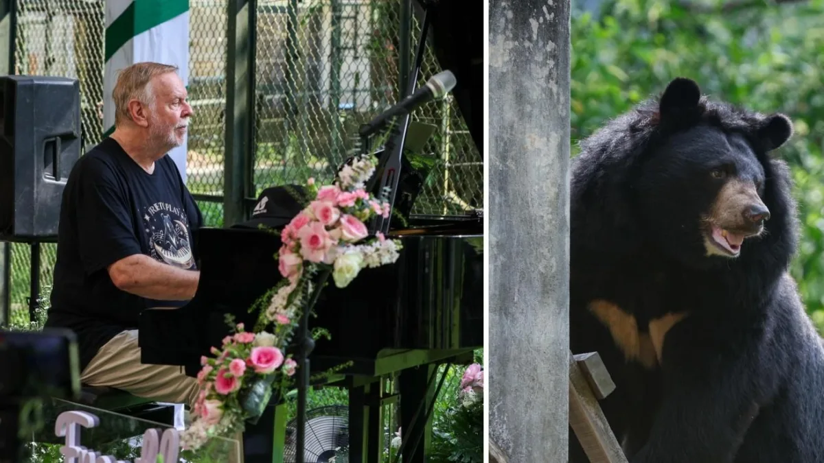 Rick Wakeman (ex Yes) suona nella foresta per gli orsi della luna, vittime delle «fattorie della bile» - Il fotoracconto