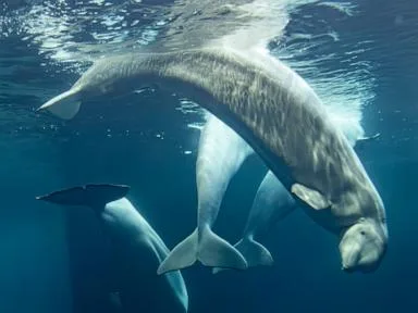 2 more beluga whales die at Chicago aquarium, including 1 recently rescued from Canada