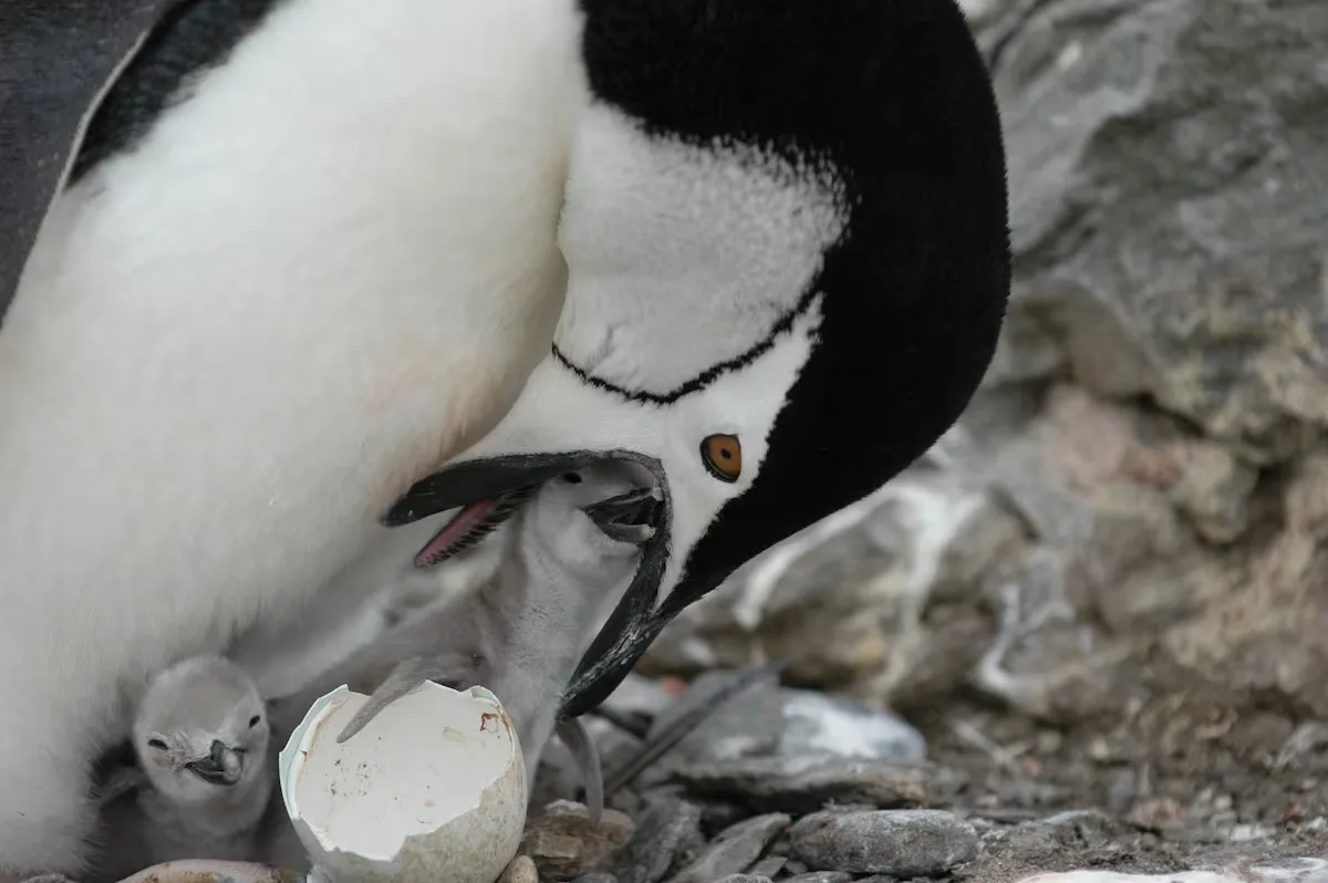 Zavodovsky deja de ser el lugar del mundo con más pingüinos tras perder medio millón de ejemplares