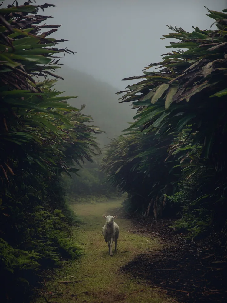 Ascensión, la isla desértica que se hizo selva