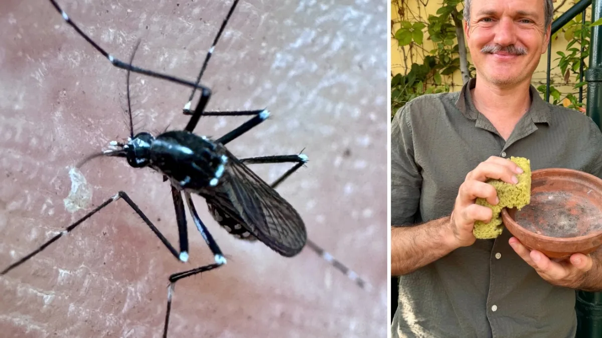 La stagione delle zanzare non è finita: cosa fare a ottobre per averne meno? I tre consigli di Pietro Bruni