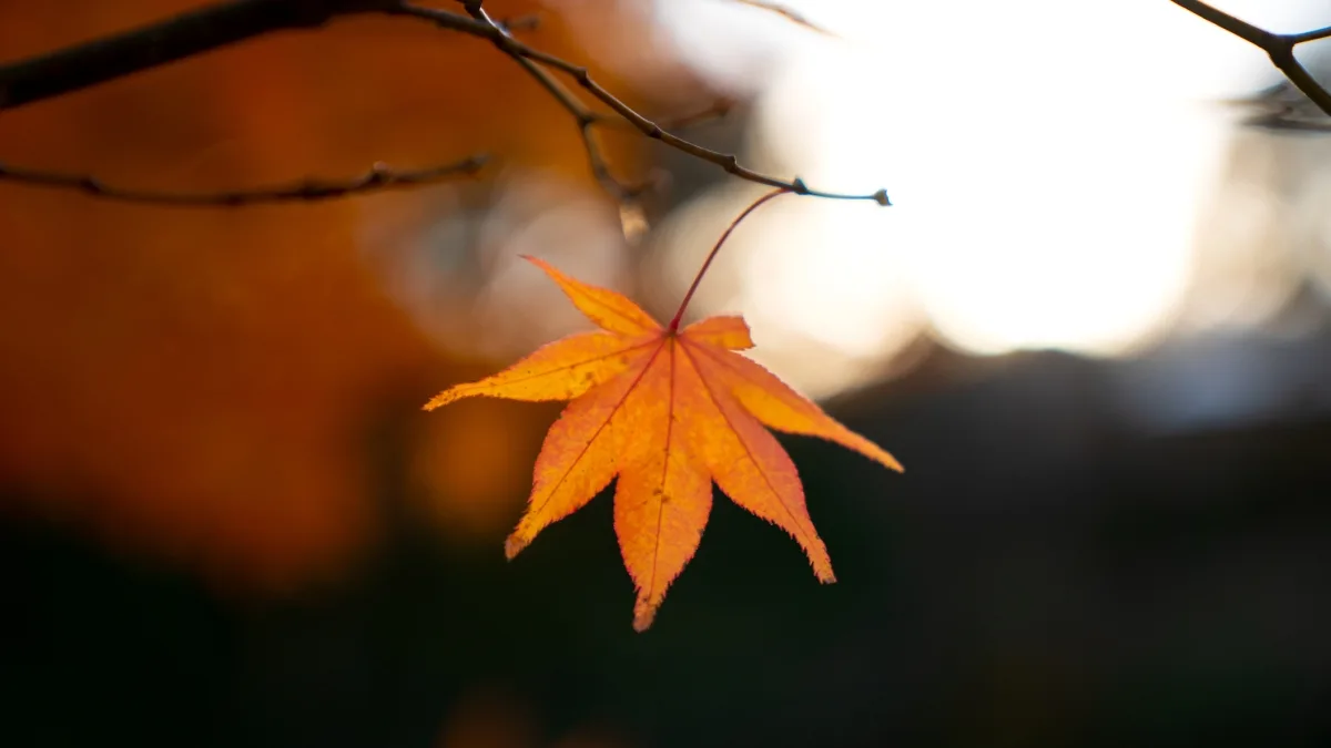 Quando finisce davvero l'estate? La data e l'ora dell'equinozio d'autunno: ecco perché cambia ogni anno