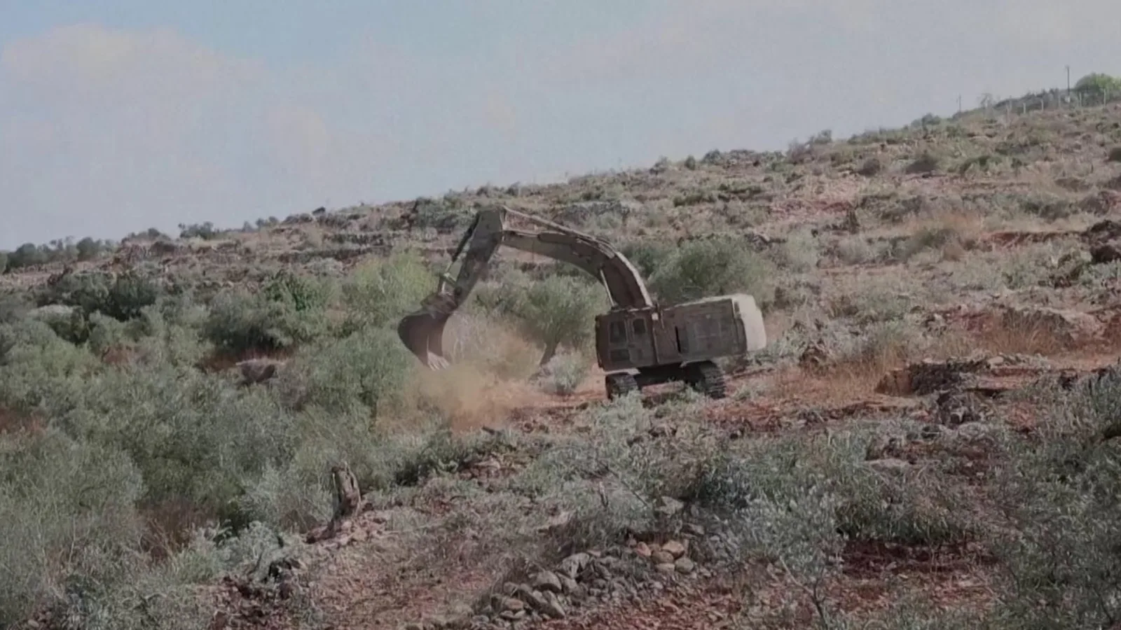 Residenti palestinesi denunciano: bulldozer israeliani sradicano ulivi alla vigilia della raccolta